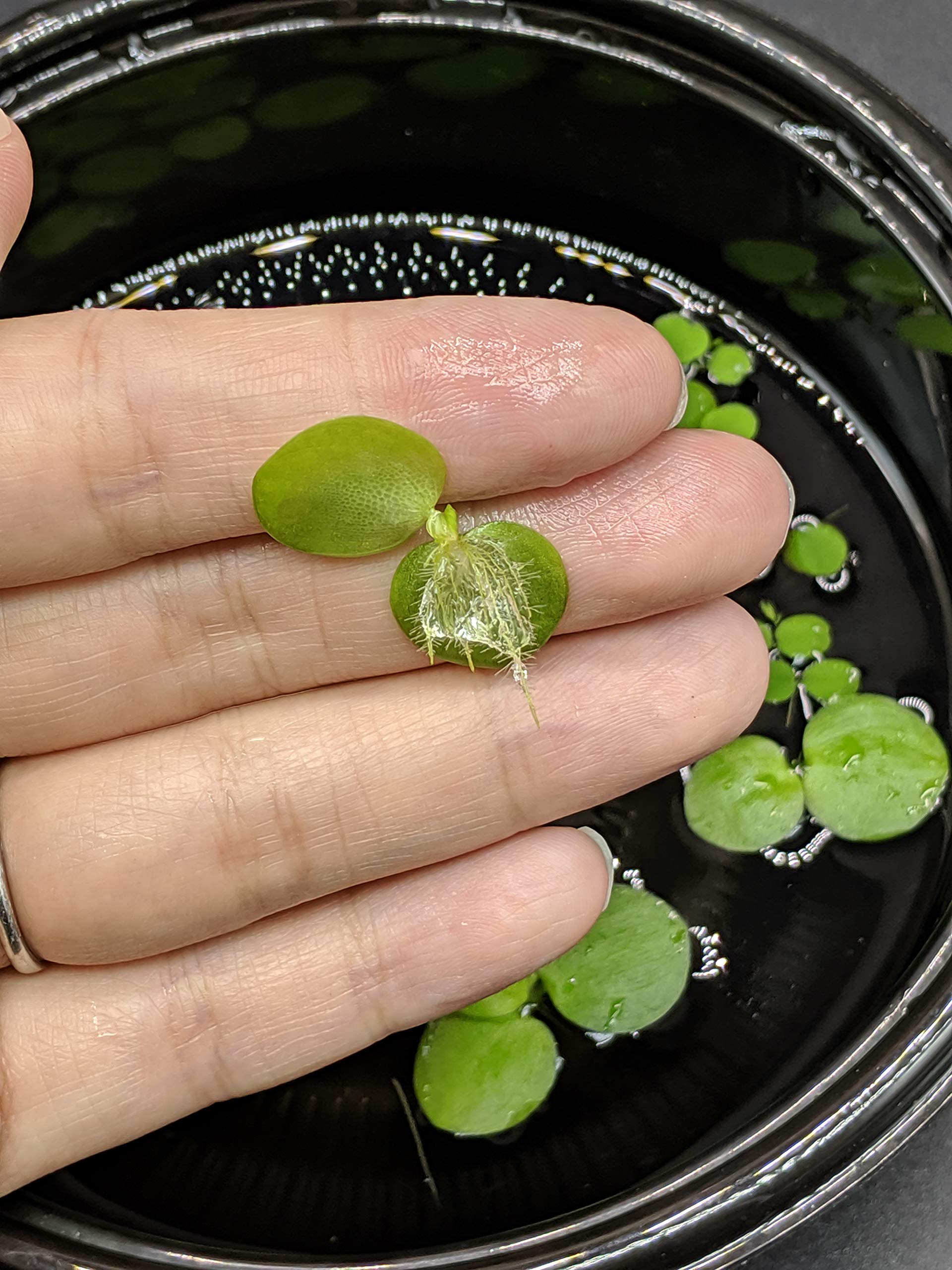 Buy 2 Get 2 Free Floating Aquarium Plants - Amazon Frogbit & Salvinia Minima