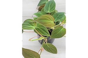 Philodendron Micans Live Rare House Plants - Fully Rooted Indoor Plants in 3" Pot by 3exoticgreen | Premium Philodendron Plant Live Houseplants for Home and Office Decor