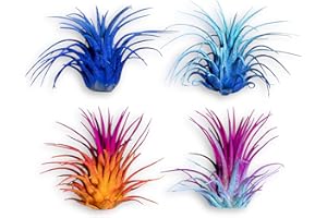 CALI KIWI PROS Air Plants - Tillandsia Ionantha - Organically Enhanced Color - Live Arrival Guaranteed - House Plants for Home Decor & Gift (2 Tone 4pk) (4pk Mix 2-Tone)