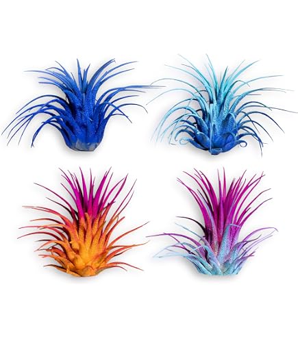 Amazon.com : Colored Capitata Air Plant, Tillandsia, Airplant, Air  Purification, House Plant, Home Decor & Gift, Live Plant (Rainbow) : Patio,  Lawn & Garden