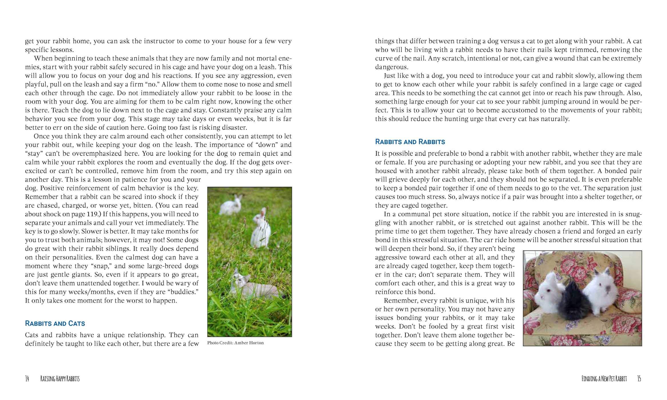 Raising Happy Rabbits: Housing, Feeding, and Care Instructions for Your Rabbit's First Year