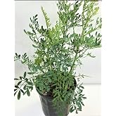 Botanica las Americas, Ruda/Rue Full Plant with Root, Small