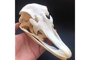 CLLOEAT Wholesale 1/2/3/5/10 pcs Taxidermy Real Animals Skulls, Real Bones Specimen, Supplies Art Bone Vet Medicine 1:1 Animal Bones (1pc,Ostrich Skull)