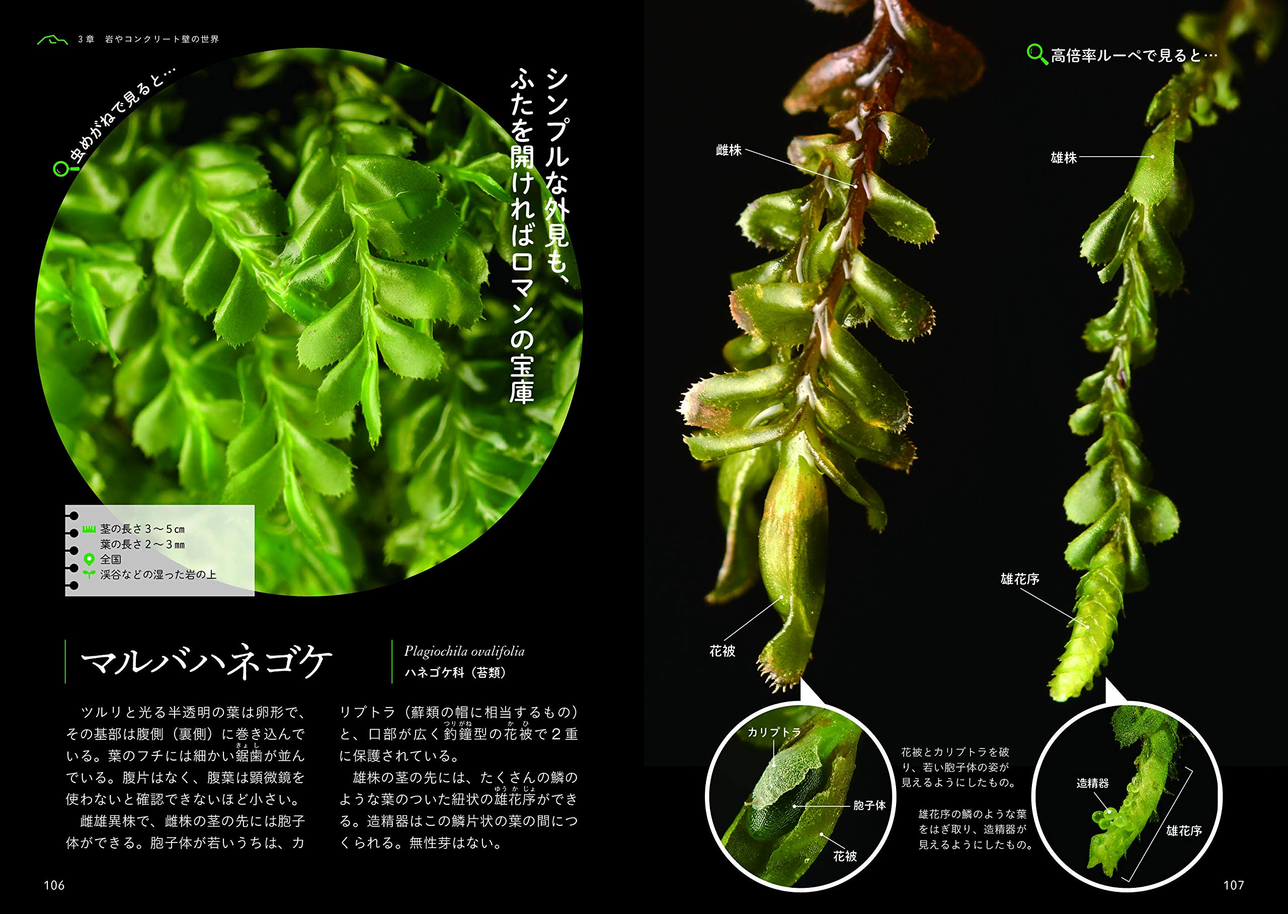 コケの国のふしぎ図鑑 左木山 祝一 本 通販 Amazon