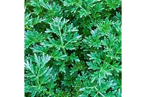 DICHMAG 1000+ Non-GMO Citronella Plant Seeds for Planting - Heirloom Citronella Carpet Creeping Grass Seeds Planting Garden Home (Made in The US)