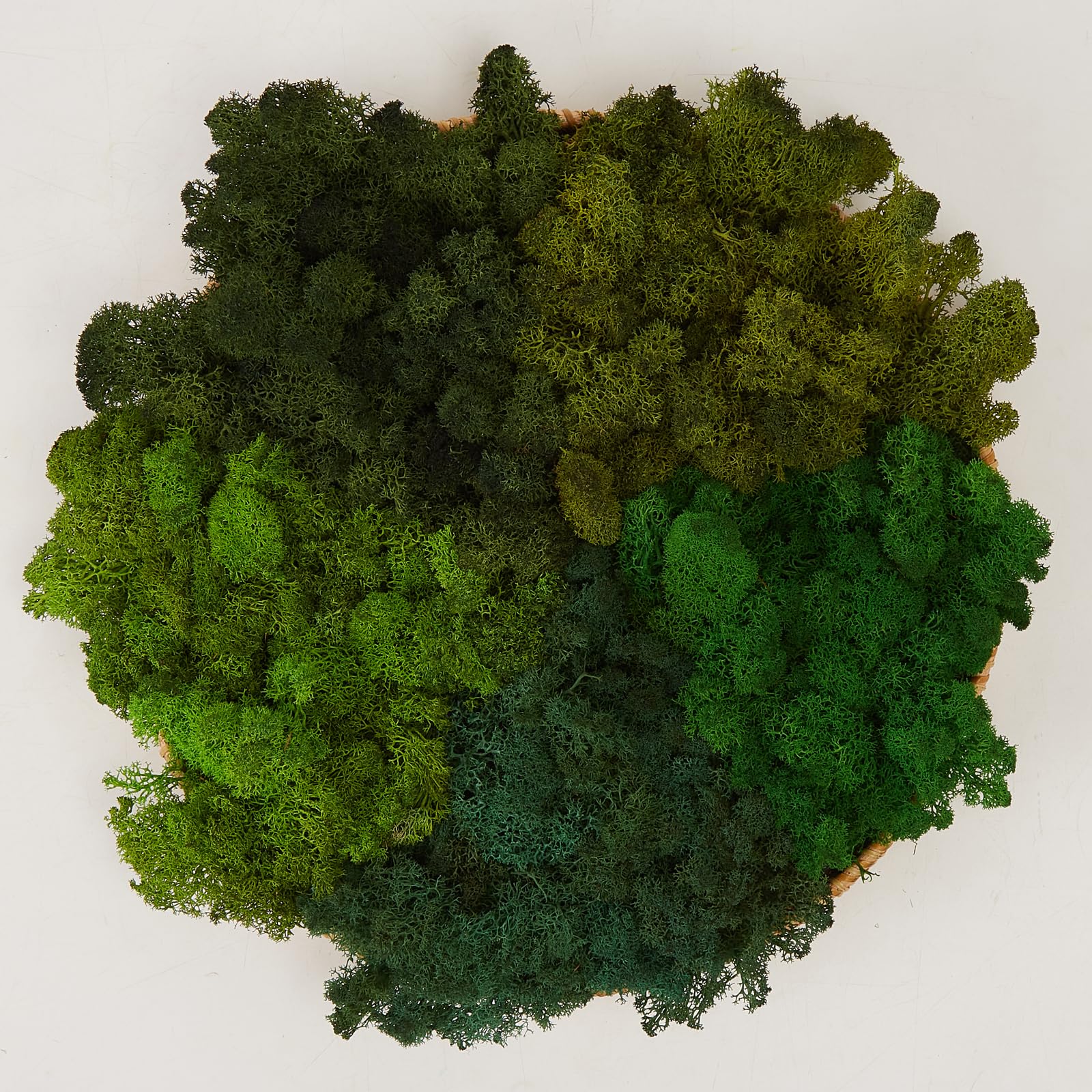 Photo 1 of Prefleur Preserved Reindeer Mix Craft Moss Natural Green DIY Kit Gardenning Art Wall Decor Florist Easter Table Decor Wedding Decor (1lb)(Green-02 Green-06 Green-12 Green-14 Green-15)(Style-14)