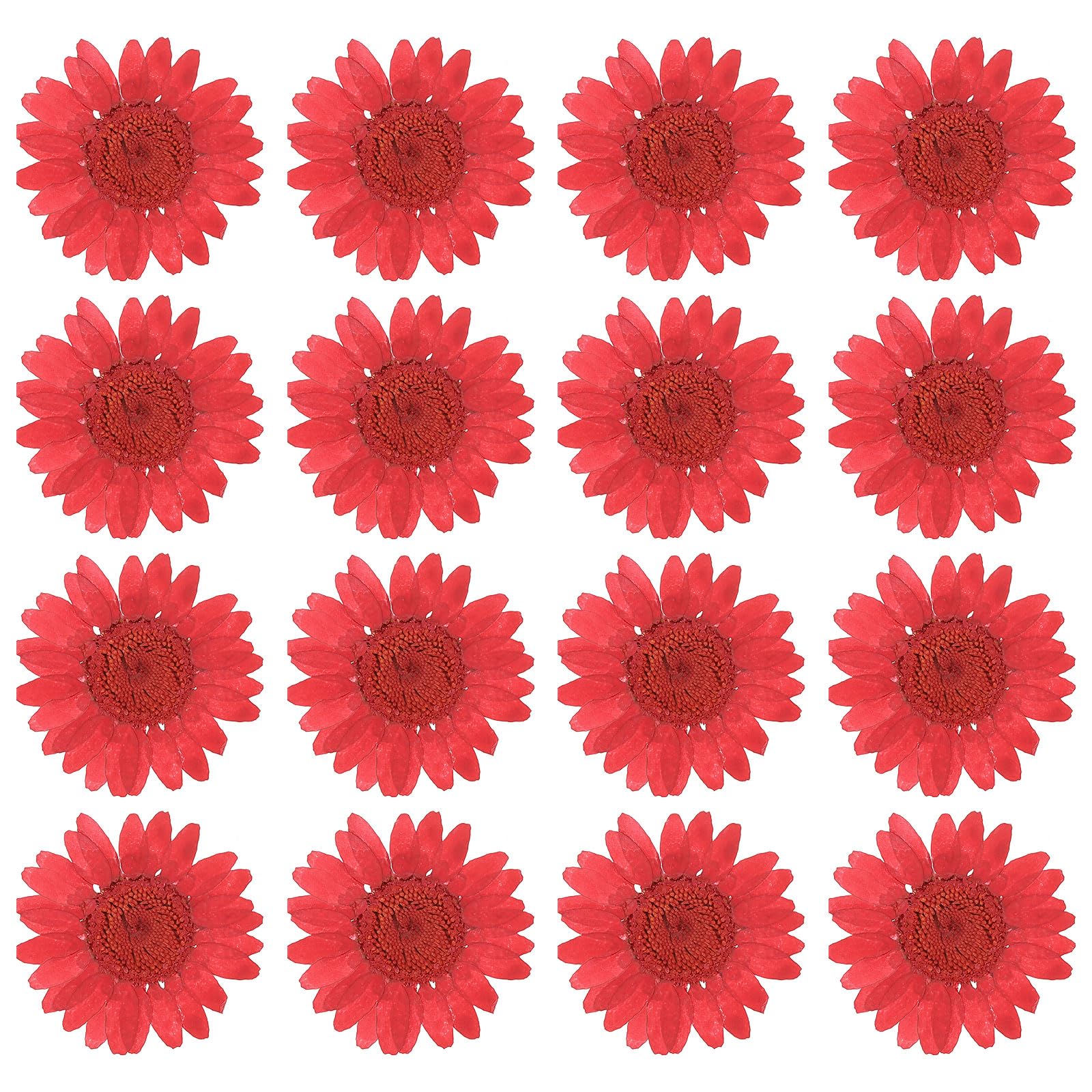 PATIKIL 48 Pcs Dried Pressed Flower Natural Dried Daisy Flower for DIY Art Crafts House Decoration Nails Decoration,Deep red