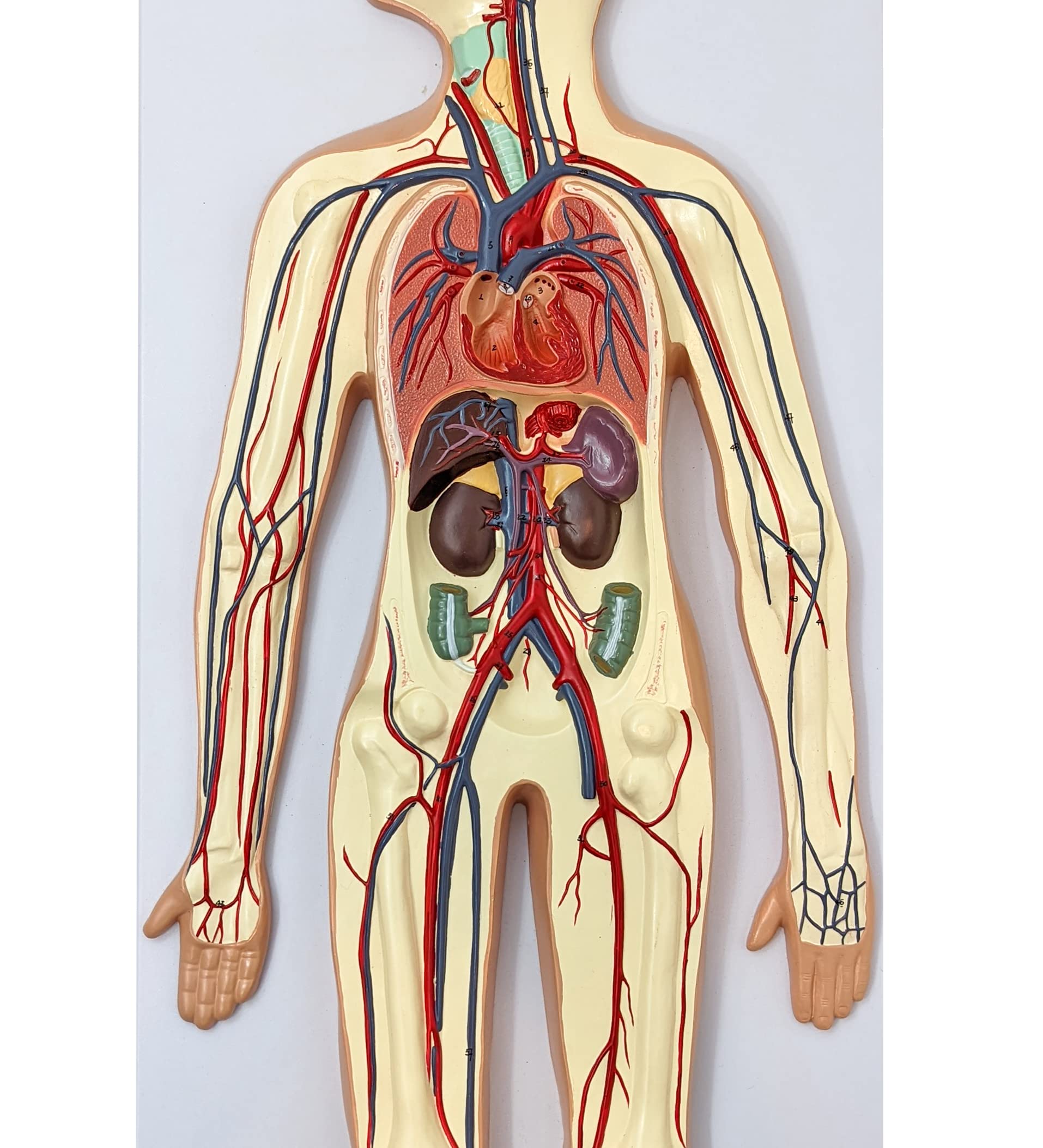 Axis Scientific Human Circulatory System Model, Half Life-Size, Realistic, Detailed Arteries and Veins Model with Thoracic Organs, Includes a Product Manual