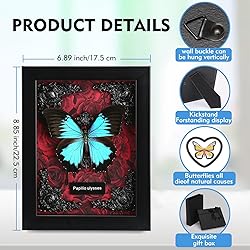 Real Butterfly Framed Butterfly Taxidermy