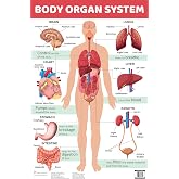 CHART BODY ORGAN SYSTEM, NO AUTHOR