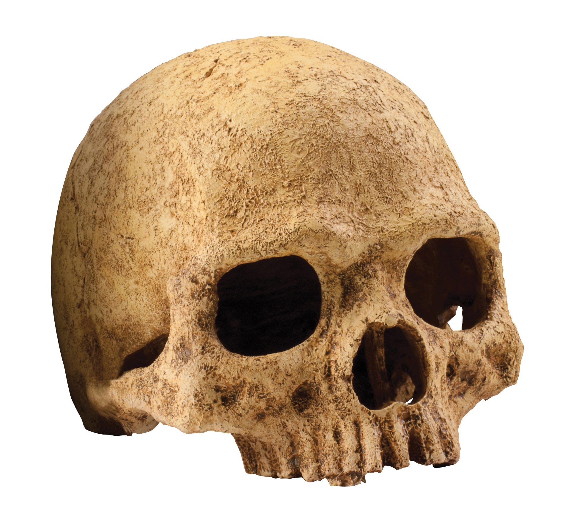 Exo Terra Primate Skull,Brown