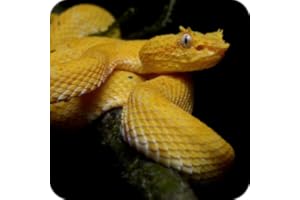 Venomous Snakes of US