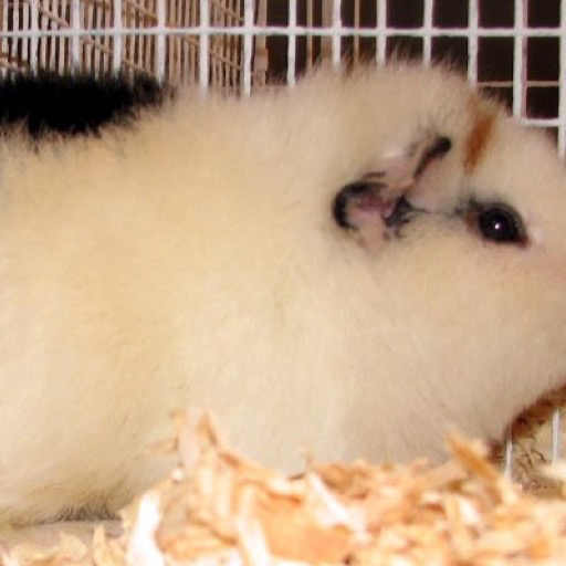 Guinea Pig Wallpaper HD Wallpapers of Guinea Pigs!Amazon.fr