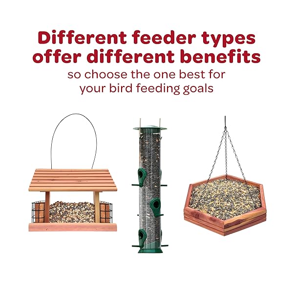 KAYTEE NYJER WILD BIRD FOOD SEED, 5 POUND