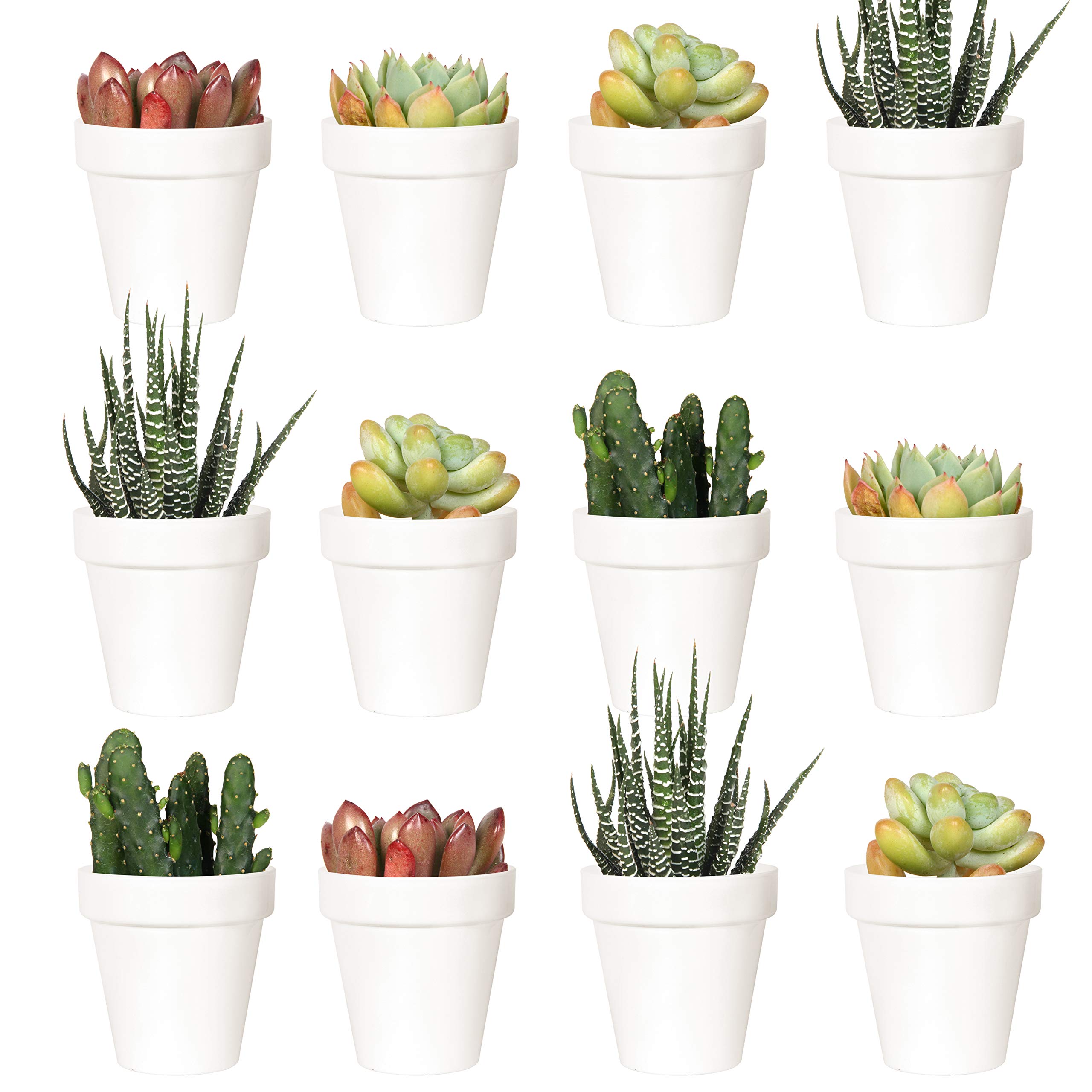 Youngever 24 Pack 5CM Mini Plastic Planters, Indoor Flower Plant Pots, White Gardening Pot with Drainage - NO Plant Included (Classic)