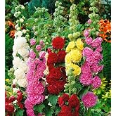 120+Hollyhock Seeds Carnival Mix Giant Mallow Double Hollyhock Flowers Seed