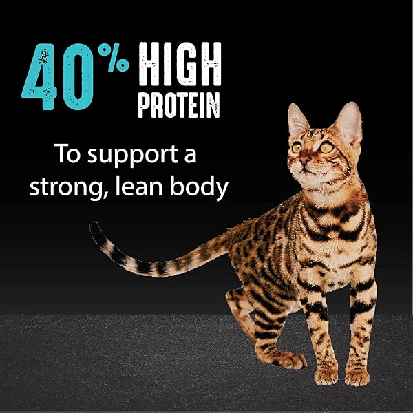 CRAVE GRAIN FREE ADULT HIGH PROTEIN NATURAL DRY CAT FOOD WITH PROTEIN FROM SALMON & OCEAN FISH 4 LB