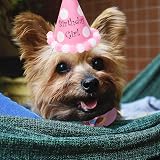 SUOXU Dog Birthday Bandana with Cute Party Hat Cotton Triangle Scarf Gift Set view 4