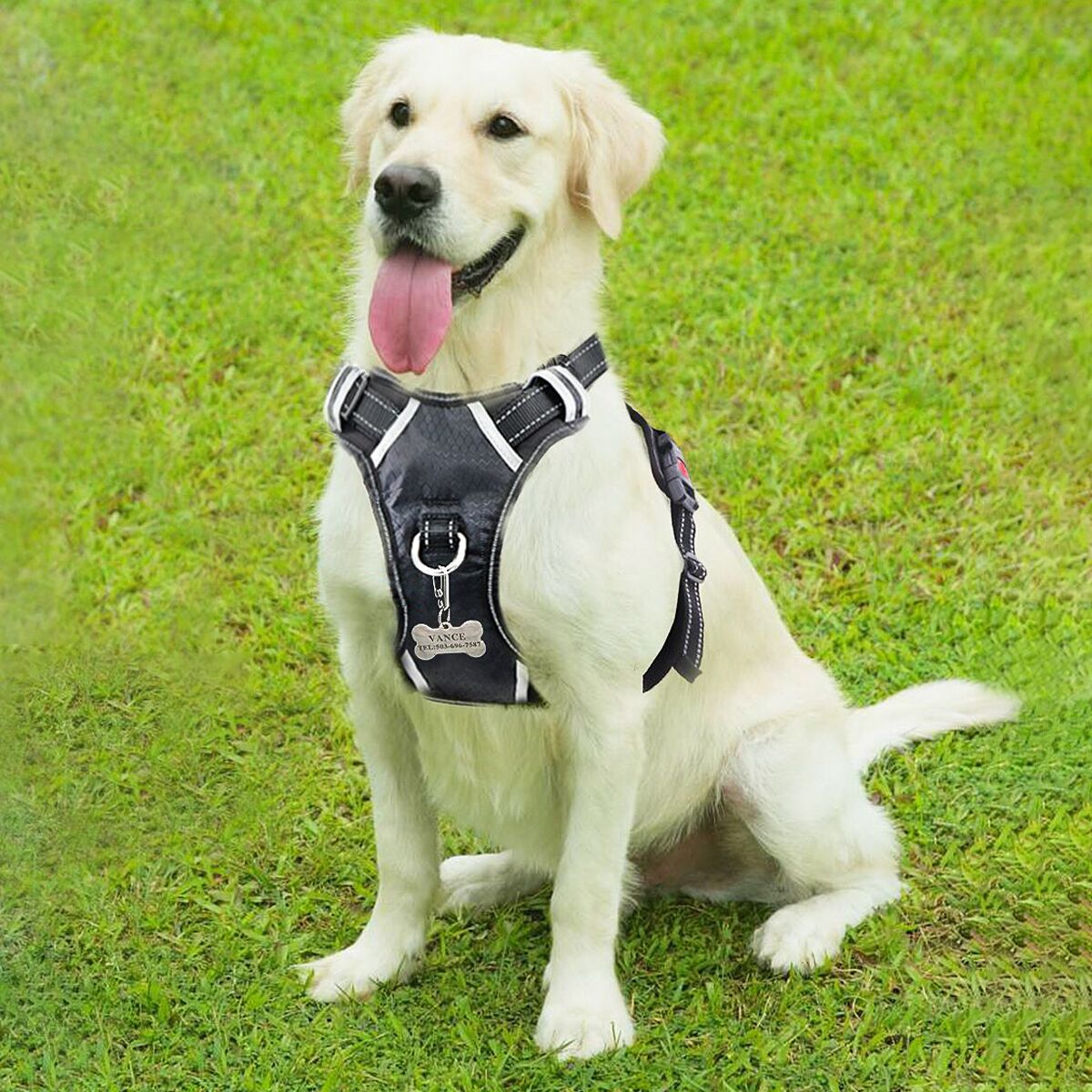 Dog Harness With Two Handles at Geraldine Raposo blog
