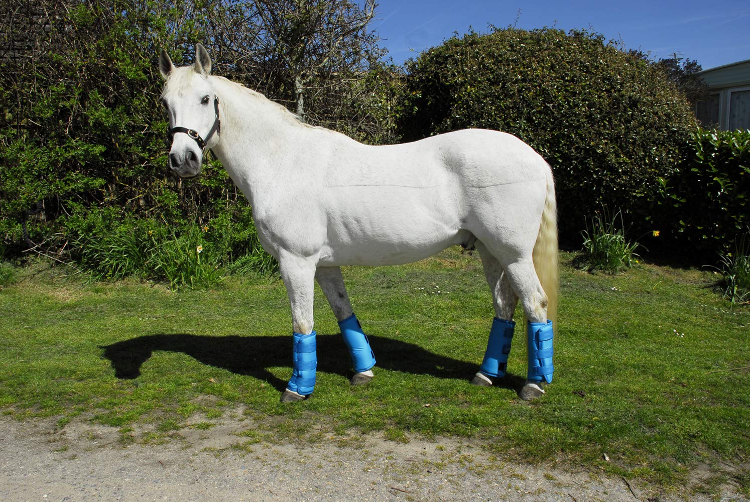 Rhinegold Elite Half Length Travel Boots-Pony-Turquoise