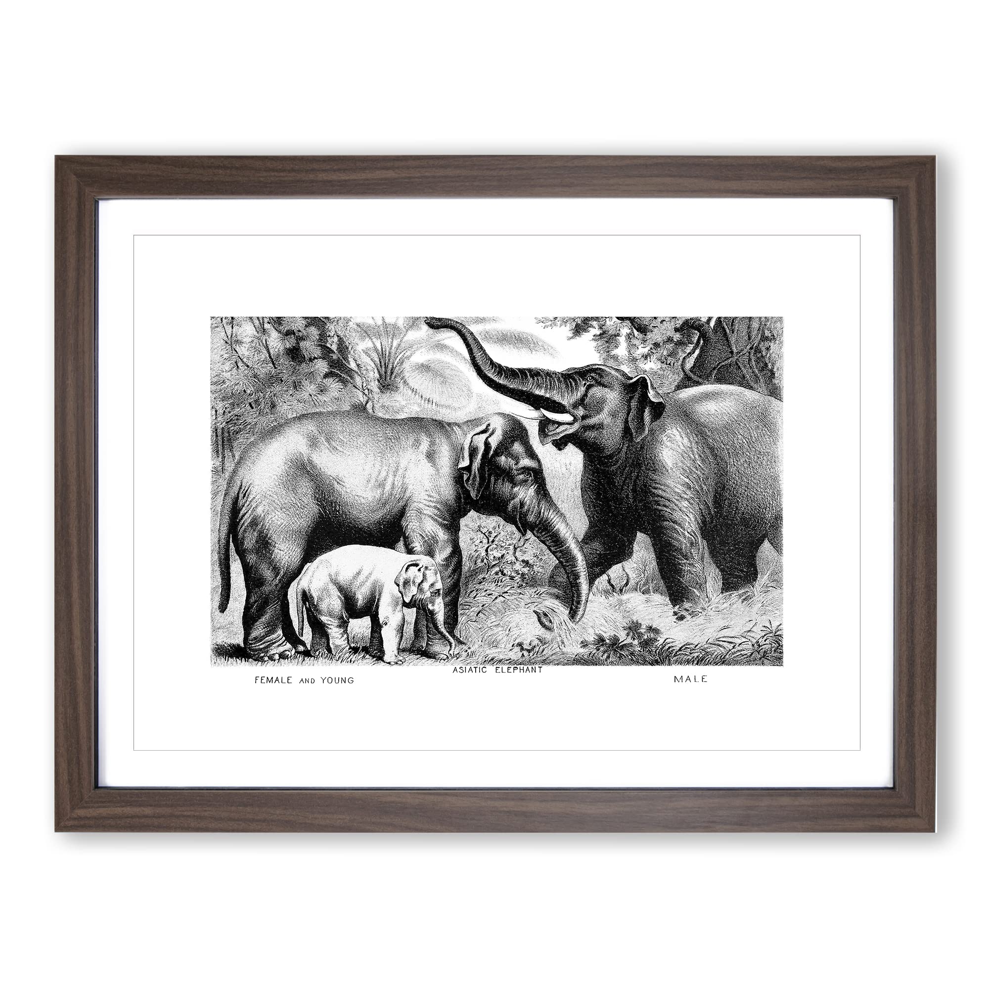 Asian Elephants By John Karst Vintage Framed Wall Art Print, Ready to Hang Picture for Living Room Bedroom Home Office Décor, Walnut A4 (34 x 25 cm)