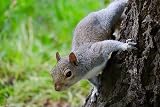 Extra Select Squirrel & Chipmunk Feed In Bucket 5ltr view 3