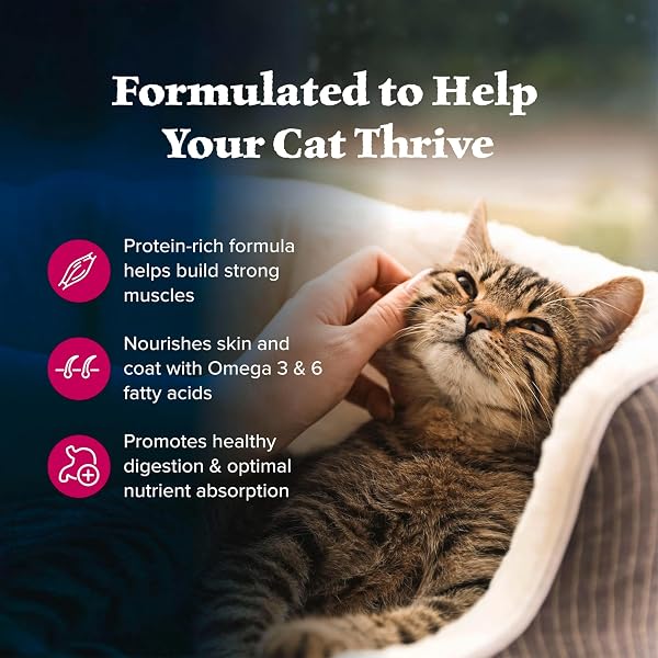 BLUE BUFFALO WILDERNESS GRAIN FREE NATURAL HIGH PROTEIN SALMON ADULT DRY CAT FOOD, 4 LBS.