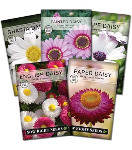 Amazon.com : Set of 50 Shasta Daisy Seed Packets! Flower Seeds in Bulk - 50  Individual Packets (50, Shasta Daisy) : Patio, Lawn & Garden
