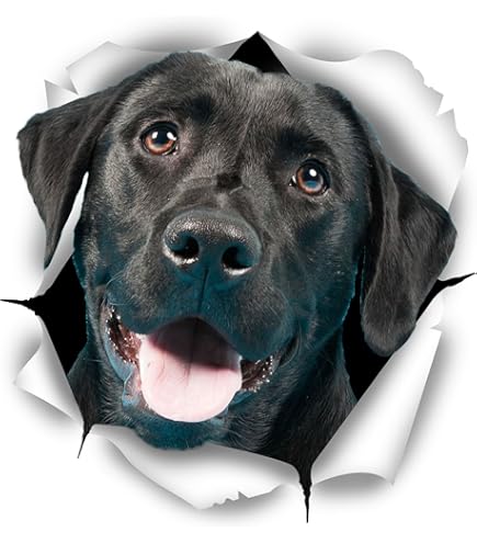 Winston & Bear Adorable Boxer Dog Lot De 2 Stickers Muraux 3D