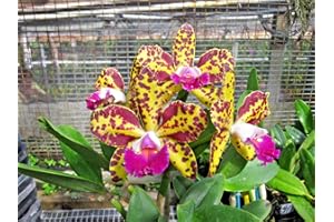 KAWAMOTO ORCHID NURSERY BLC. Sun Spots 'Waiomao's Golden Leopard' Exclusive Clone! Award Potential!