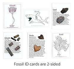 DANCING BEAR Fossil Collection Kit (12 pc Set) Real