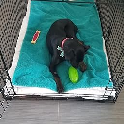 pickle pocket for dogs