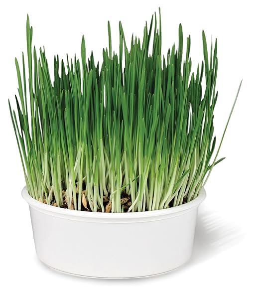 SMARTYKAT SWEET GREENS ORGANIC OAT GRASS ALL-IN-ONE CAT GRASS GROW KIT, EASY-TO-GROW TO SUPPORT DIGESTION & HAIRBALL REDUCTION