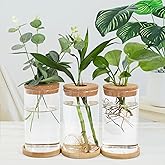 3pcs Plants Propagation Stations, Separated Desktop Plant Terrarium ，Glass Planter Vase with Wooden Lid and Stand for Growing Hydroponic Home Office Tabletop Decoration 5.90 X 3.34 Inch