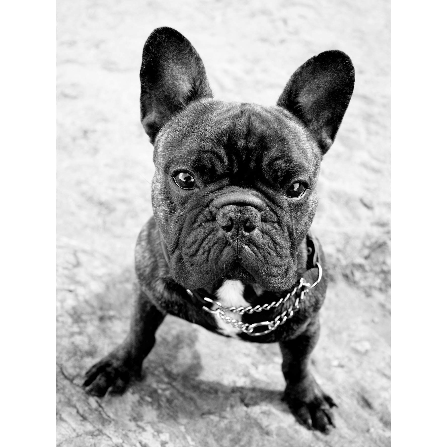Wee Blue Coo French Bulldog Dog Puppy Black White Photo Art Picture Canvas Print