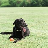 Chuckit! Tennis Ball Medium Pack of 4 Lightweight Dog Toy for Fetch view 2