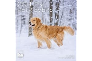 Golden Retriever Wall Calendar 2026 | 12" x 24" Open | Giftable Dog Calendar 2026 | Thick & Sturdy Paper for Planning | Pacific Waters Press (Golden Retrievers)