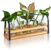 VIKEYHOME Plant Propagation Station with Wood Stand, Desktop Terrarium for Hydroponic, Flower Vase for Home, Kitchen, Office Decor, Plants Lover Gifts
