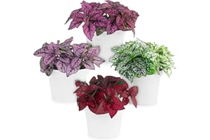 FAM PLANTS Polka Dot Plant Collection (4-Pack) - House Plants Indoors Live, Air Purifying Live Indoor House Plants, (Red, White, Rose, and Pink) Indoor Plants Live houseplants.