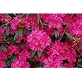 Live plant from Green Promise Farms Landmark' (Rhododendron) Evergreen, 2-Size Container, Pinkish red Flowers