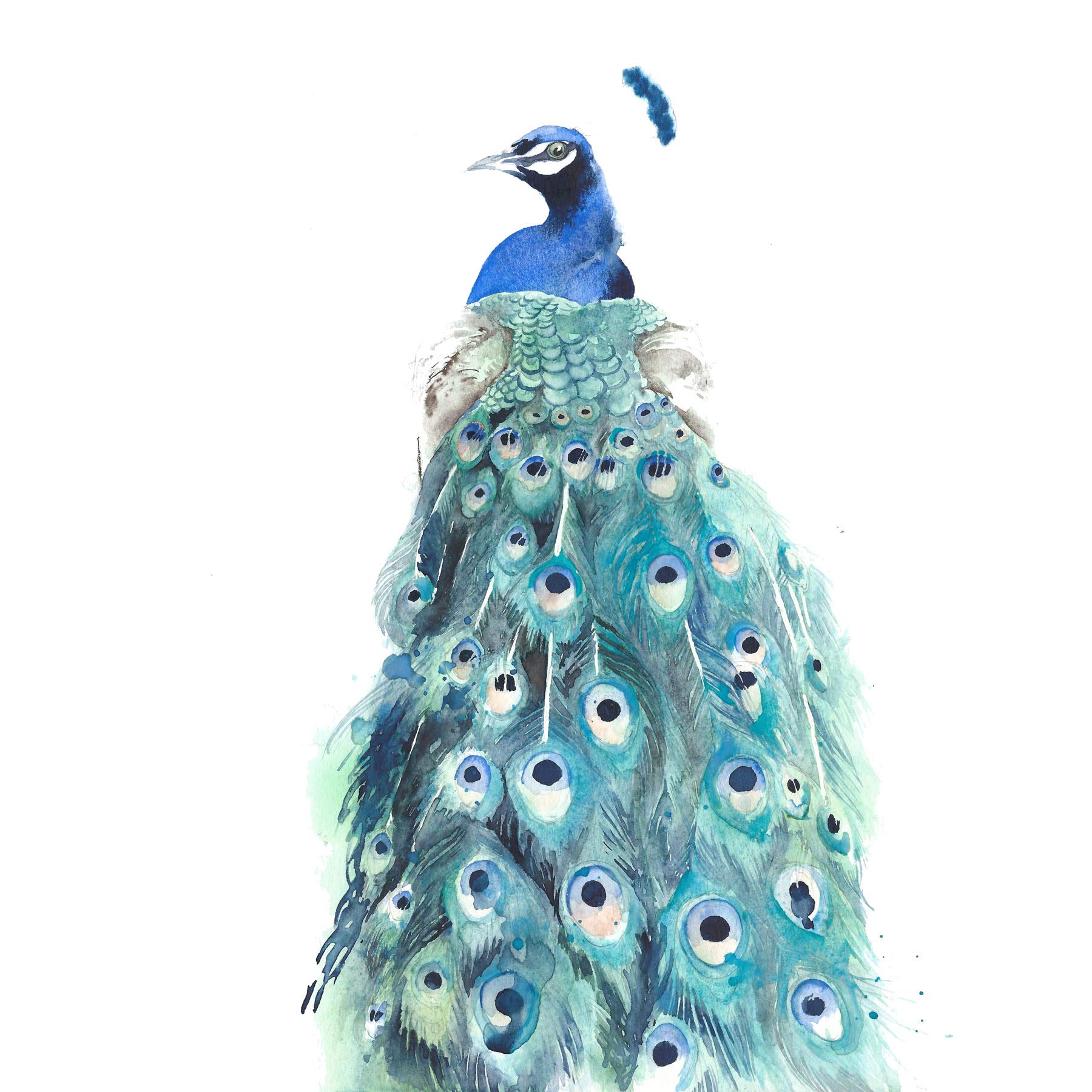 Wee Blue Coo Bird Peacock Watercolour Large Wall Art Print Canvas Premium Poster