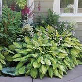 Best Deal on Amazon 9-Pack Hosta Bare Root Perennial Plants - Fresh from Our Farm Ship Fast Directly to you. Perfect for any home &amp; garden grows year after year!