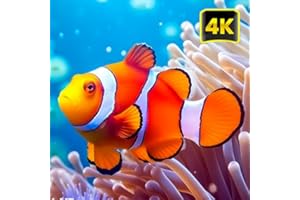 Stunning Underwater Wonders Relaxing - Underwater Wonders : Aquarium ambience & Relaxing Coral Reef Fish | HD 4K Videos Scree