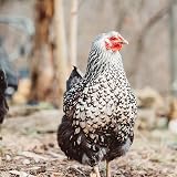 Copdock Mill Whole Wheat Chicken Feed 20kg UK Poultry Food Natural view 7