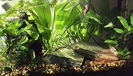 Review Image by tilly tilly