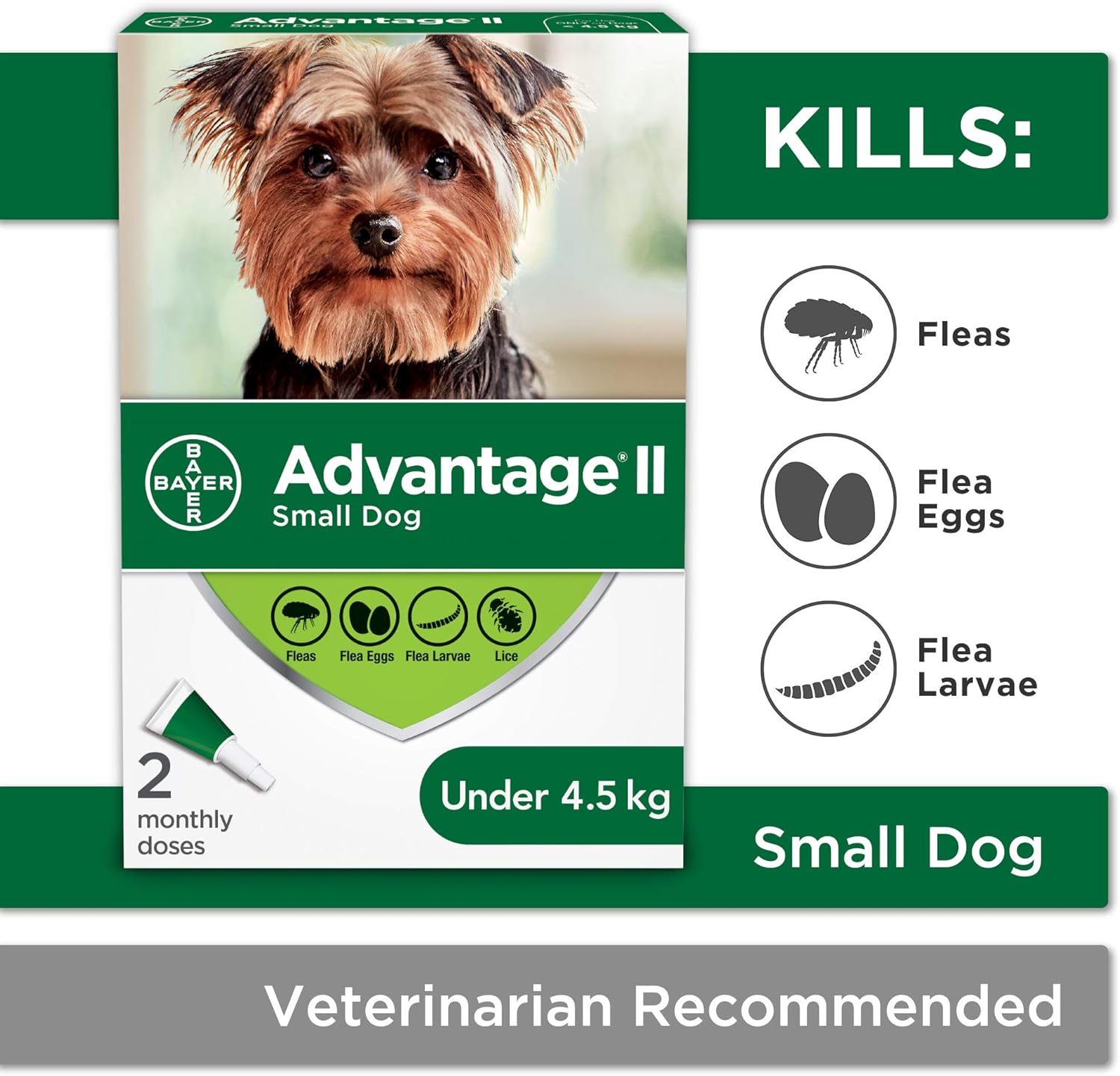 dogs less than 10 lbs