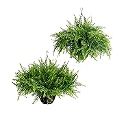 Brelixo 2PCS Fake Hanging Plant- Boston Ferns UV Resistant Plastic Plants - Perfect for Outdoor Décor with Lifelike Beauty (Persian-Green)