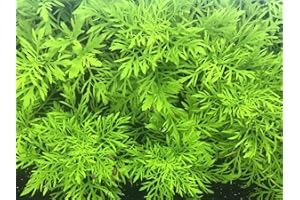 TRUBLU SUPPLY Water Wisteria - Hygrophila difformis Live Aquarium Plant - 3 Stems