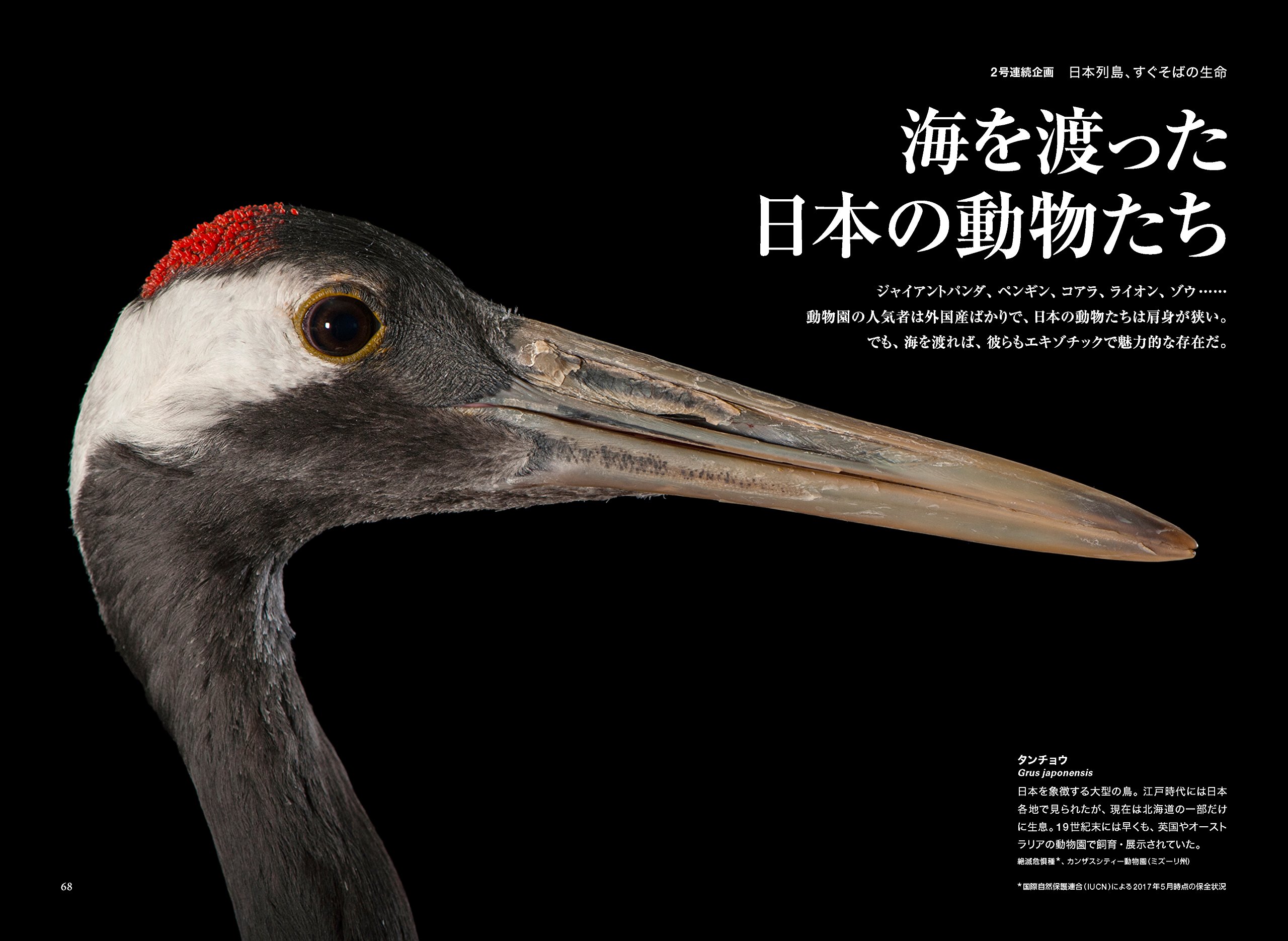 ナショナル ジオグラフィック日本版 17年8月号 雑誌 ナショナル ジオグラフィック 本 通販 Amazon