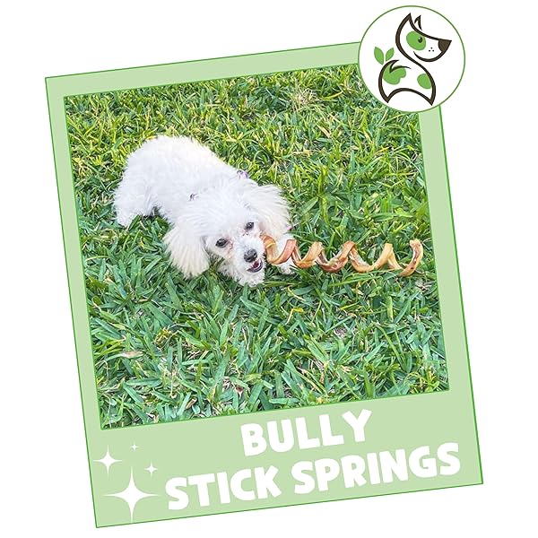 NATURE GNAWS BULLY STICK SPRINGS FOR DOGS 7-8″ (6 COUNT) – LONG LASTING FOR AGGRESSIVE CHEWERS – NATURAL CURLY BEEF DOG CHEW BONES – RAWHIDE FREE